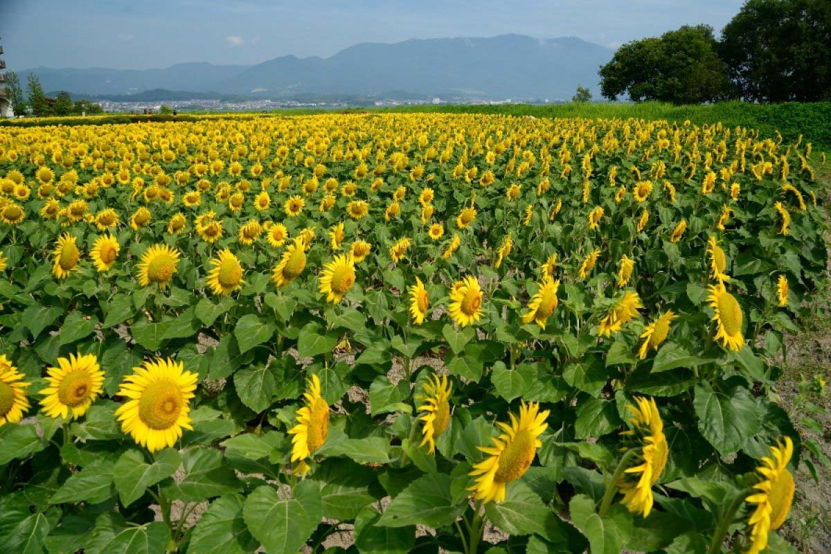 🌼 제1 나기사 공원 (다이이치 나기사 코엔) 이미지 10